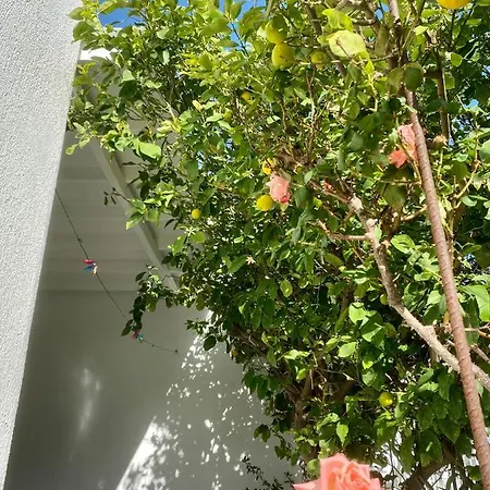 Apartamento Olive House